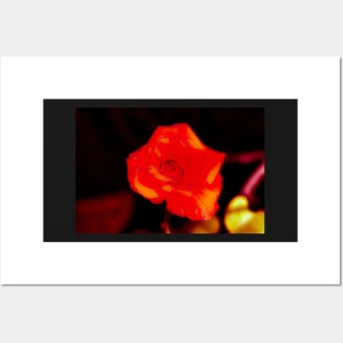 Orange rose blossom with yellow parts Posters and Art
